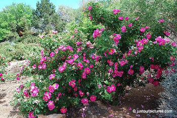 William Baffin rose bush
