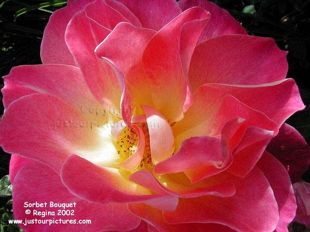 Sorbet Bouquet rose
