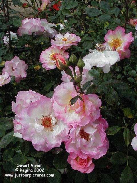 Sweet Vivien rose