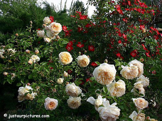Teasing Georgia rose bush