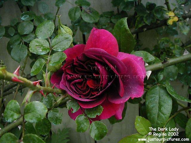 the dark lady rose