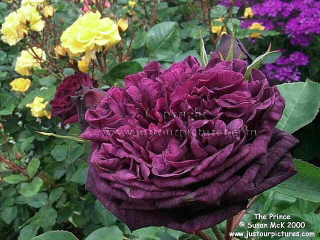 The-Prince-rose