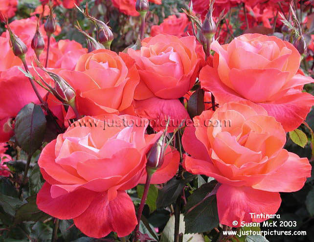 Tintinara rose