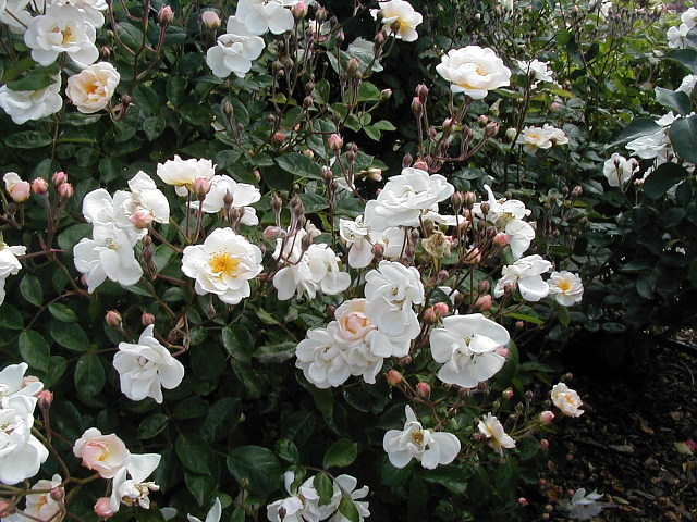 Trier rose