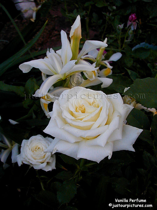 vanilla-perfume-rose-with-white-iris