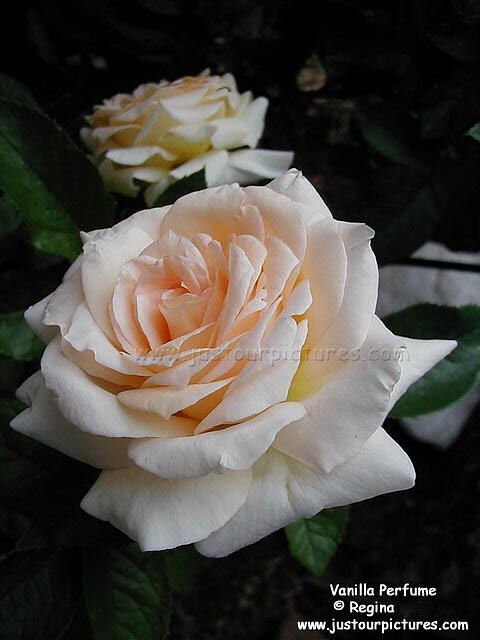 rose vanilla perfume