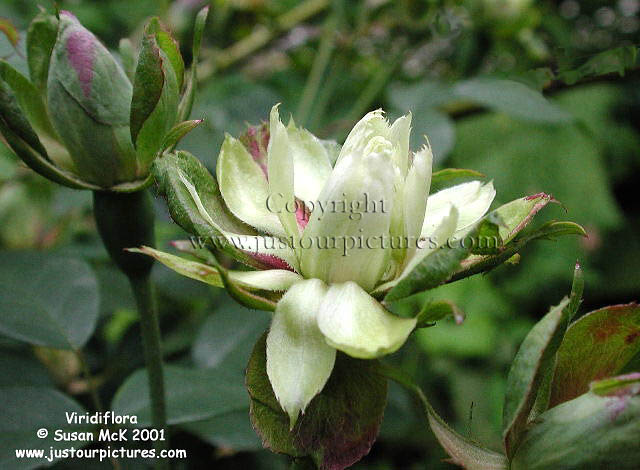 Viridiflora rose