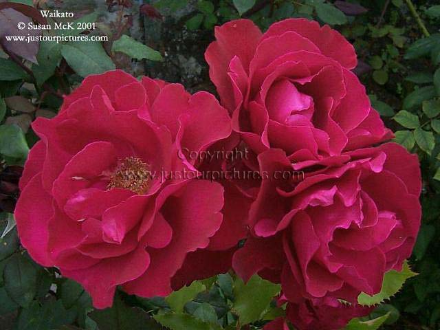 velvet-ruby-rose