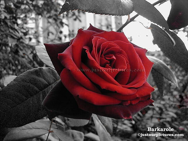 Red Rose and White Rose Wallpaper.