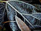Hoar frost on leaves,<br>File# D1720. Photographer: Christine. October 2010