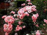Bill Warriner rose bush