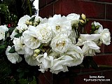  white rose climbing