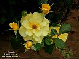 yellow rose Eldorado