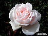 white rose picture