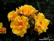  yellow rose