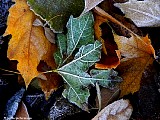 Hoar frost on leaves, File# D1707. Photographer: Christine. October 2009