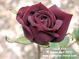 black red rose