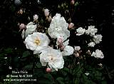 polyantha roses