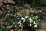 display-pastel-rose-bushes