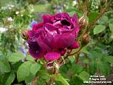 Moss rose